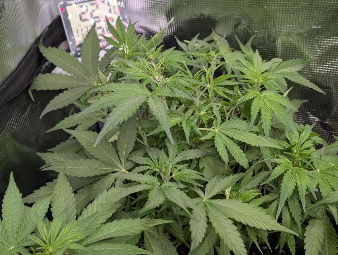 Epsilon, orion, purplematic cbd. Week 5