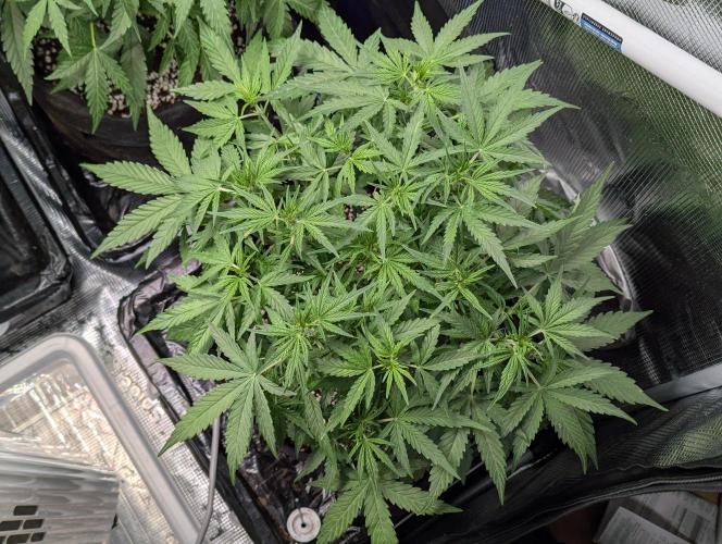 Epsilon, orion, purplematic cbd. Week 5