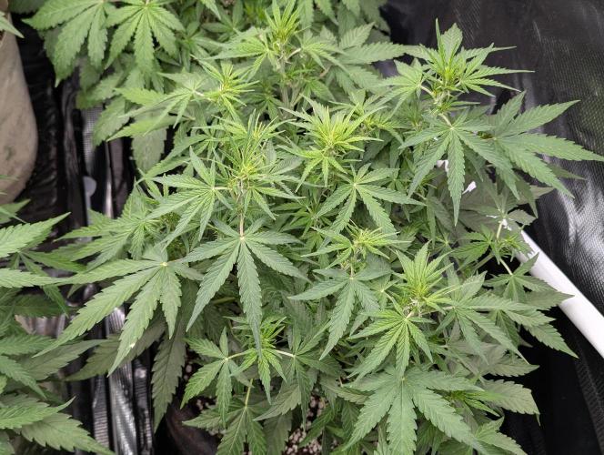 Epsilon, orion, purplematic cbd. Week 5