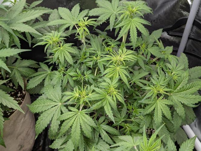 Epsilon, orion, purplematic cbd. Week 5