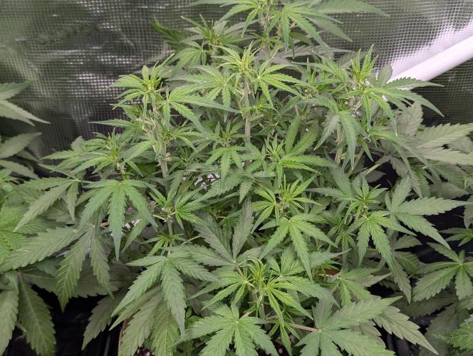 Epsilon, orion, purplematic cbd. Week 5