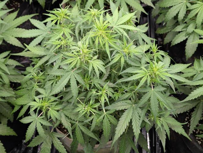 Epsilon, orion, purplematic cbd. Week 5