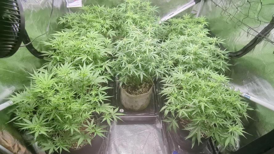 Epsilon, orion, purplematic cbd