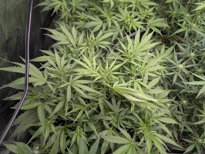 Epsilon, orion, purplematic cbd. Week 6