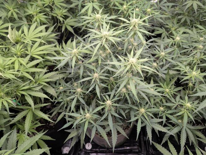 Epsilon, orion, purplematic cbd. Week 6