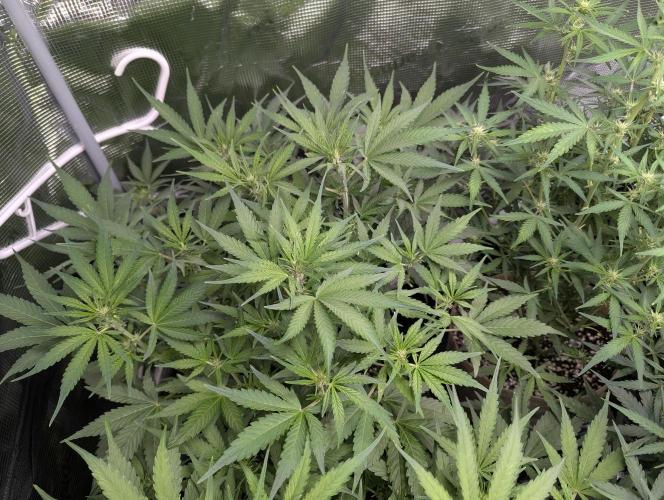 Epsilon, orion, purplematic cbd. Week 6