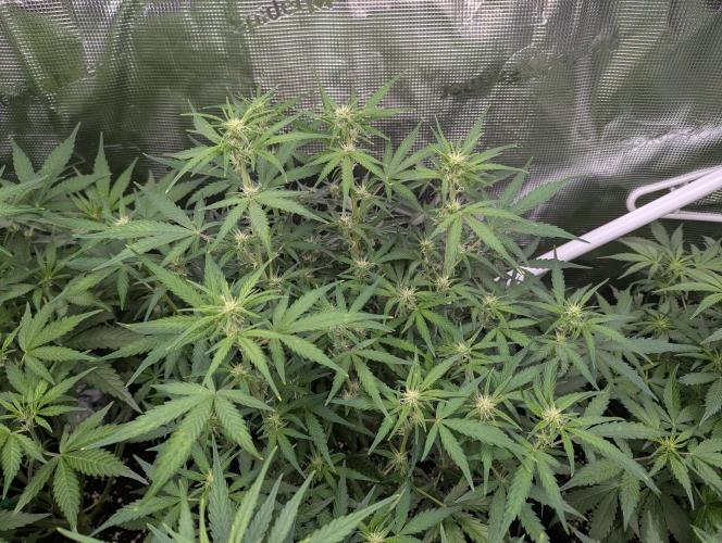 Epsilon, orion, purplematic cbd. Week 6