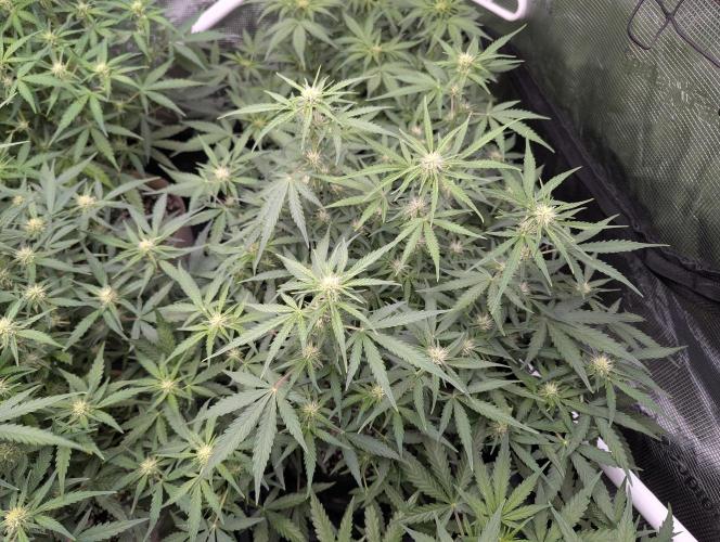 Epsilon, orion, purplematic cbd. Week 6