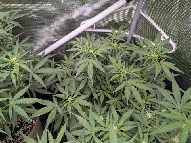 Epsilon, orion, purplematic cbd. Week 6