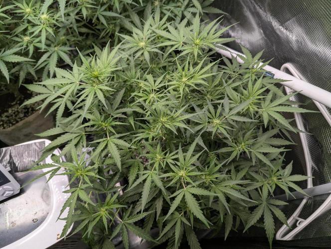 Epsilon, orion, purplematic cbd. Week 6