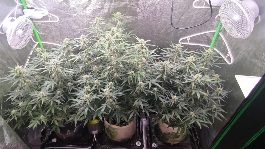 Epsilon, orion, purplematic cbd