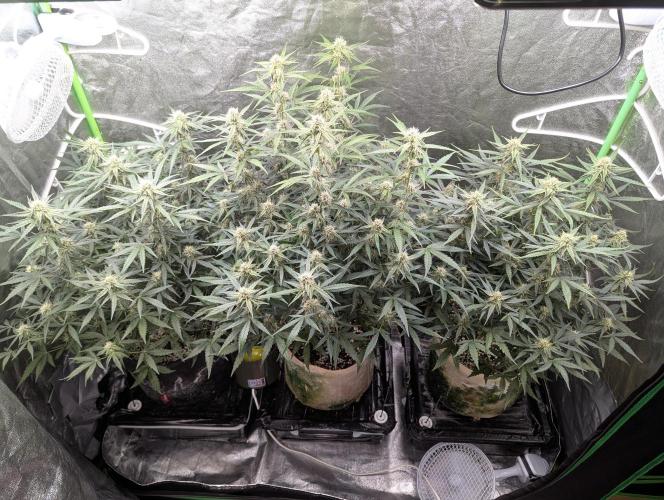 Epsilon, orion, purplematic cbd. Week 7