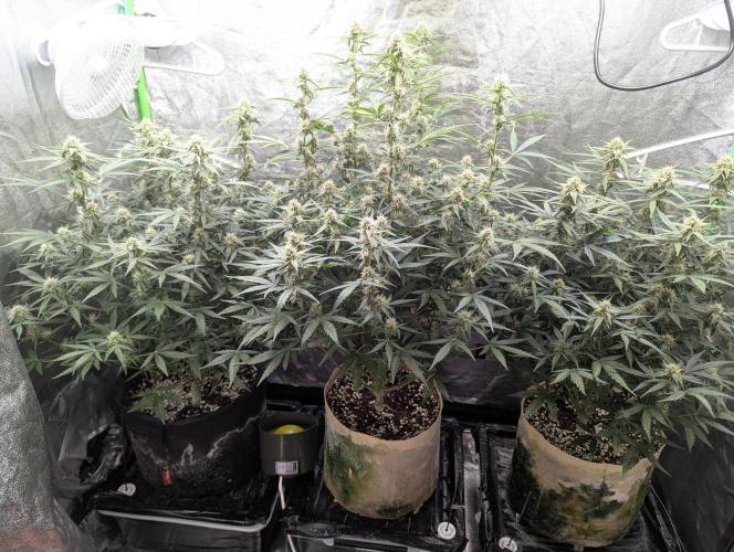 Epsilon, orion, purplematic cbd. Week 7