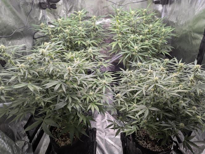 Epsilon, orion, purplematic cbd. Week 7