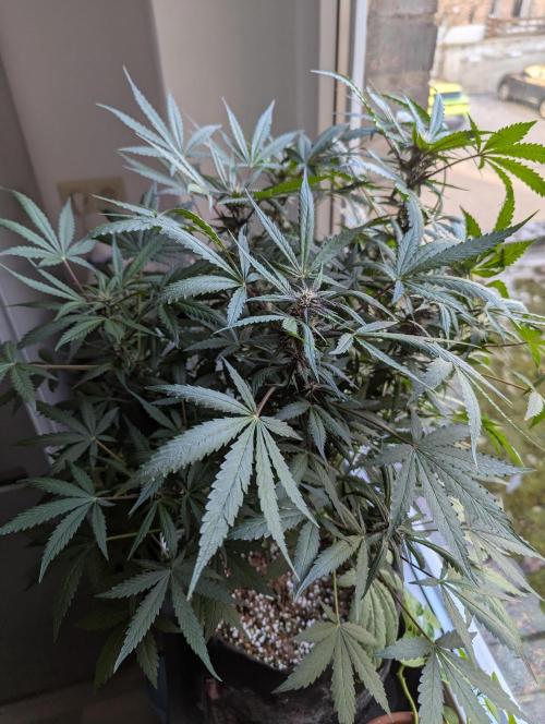 Epsilon, orion, purplematic cbd. Week 7