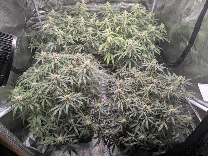 Epsilon, orion, purplematic cbd. Week 8