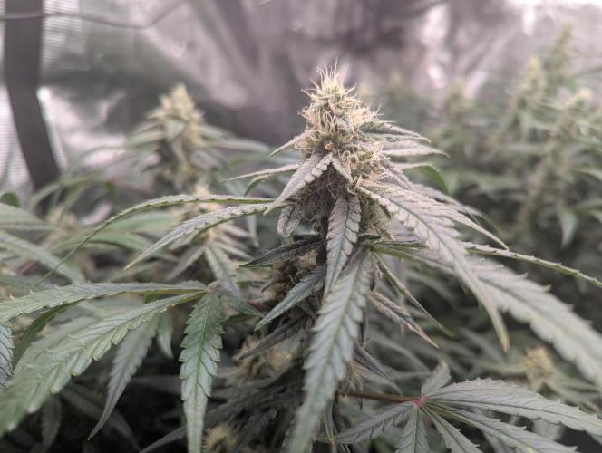 Epsilon, orion, purplematic cbd. Week 8