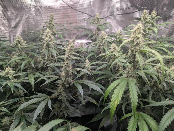 Epsilon, orion, purplematic cbd. Week 8