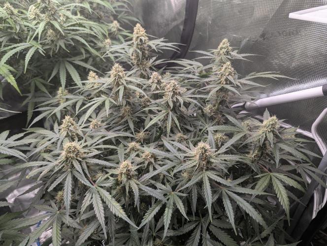 Epsilon, orion, purplematic cbd. Week 8