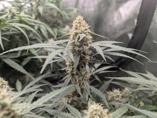 Epsilon, orion, purplematic cbd. Week 8