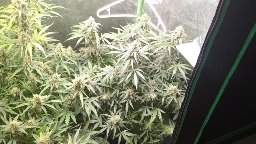 Epsilon, orion, purplematic cbd