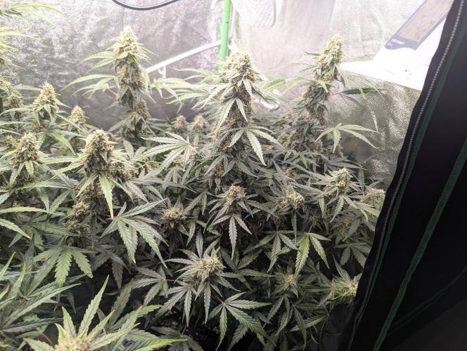 Epsilon, orion, purplematic cbd. Week 8