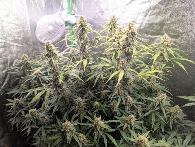 Epsilon, orion, purplematic cbd. Week 8