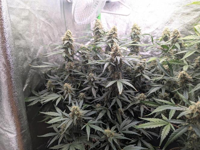 Epsilon, orion, purplematic cbd. Week 8