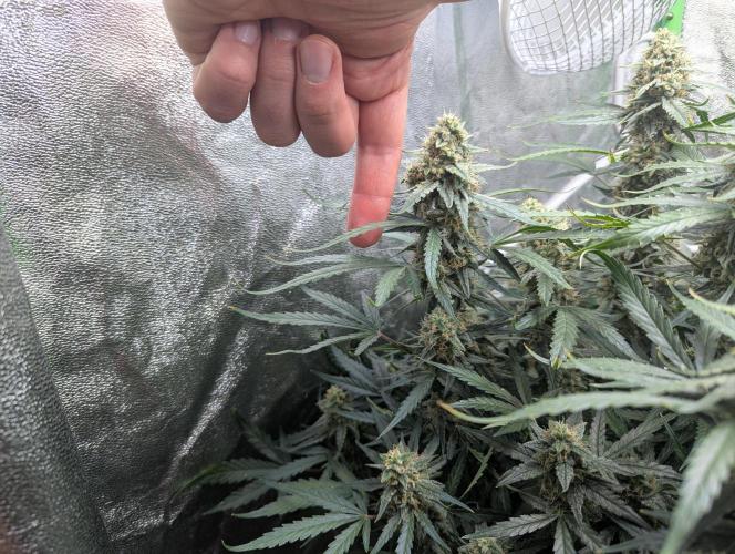 Epsilon, orion, purplematic cbd. Week 8