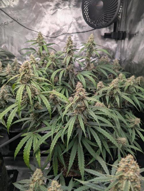 Epsilon, orion, purplematic cbd. Week 9