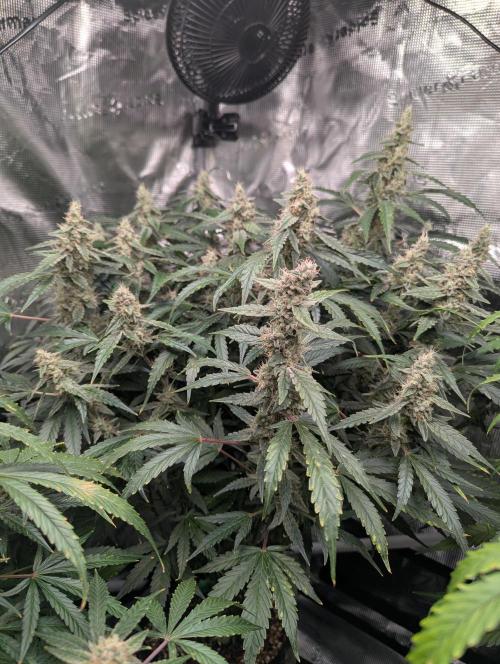 Epsilon, orion, purplematic cbd. Week 9