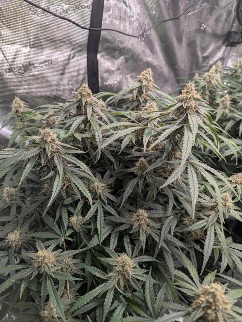 Epsilon, orion, purplematic cbd. Week 9