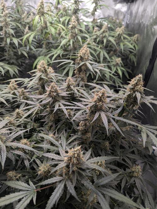 Epsilon, orion, purplematic cbd. Week 9