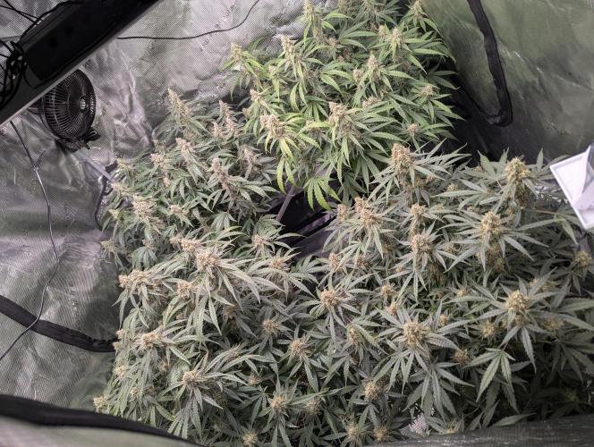 Epsilon, orion, purplematic cbd. Week 9