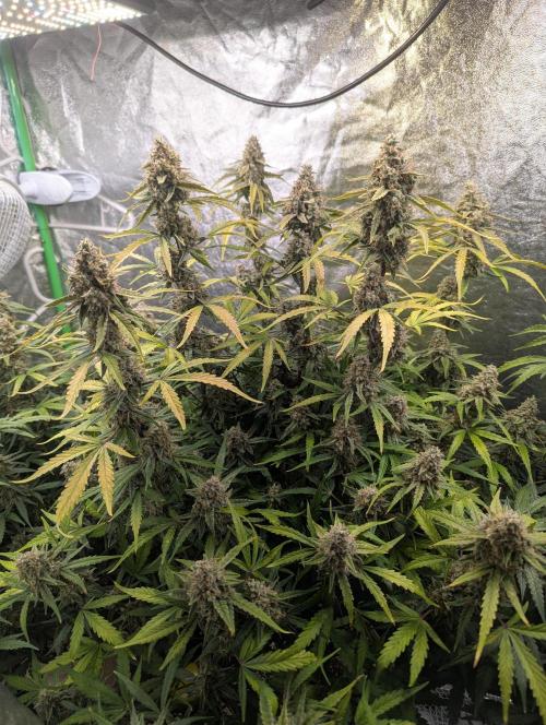Epsilon, orion, purplematic cbd. Week 9
