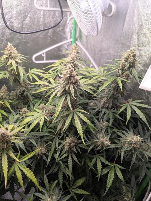 Epsilon, orion, purplematic cbd. Week 9