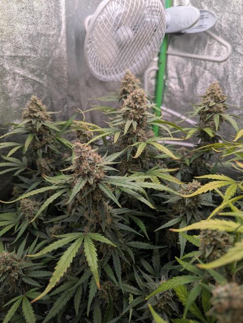 Epsilon, orion, purplematic cbd. Week 9