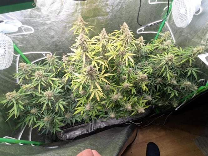 Epsilon, orion, purplematic cbd. Week 9