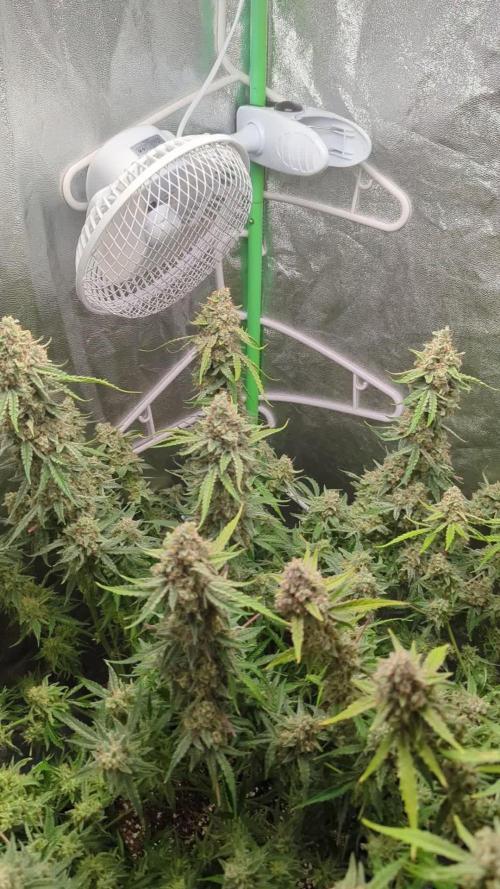 Epsilon, orion, purplematic cbd