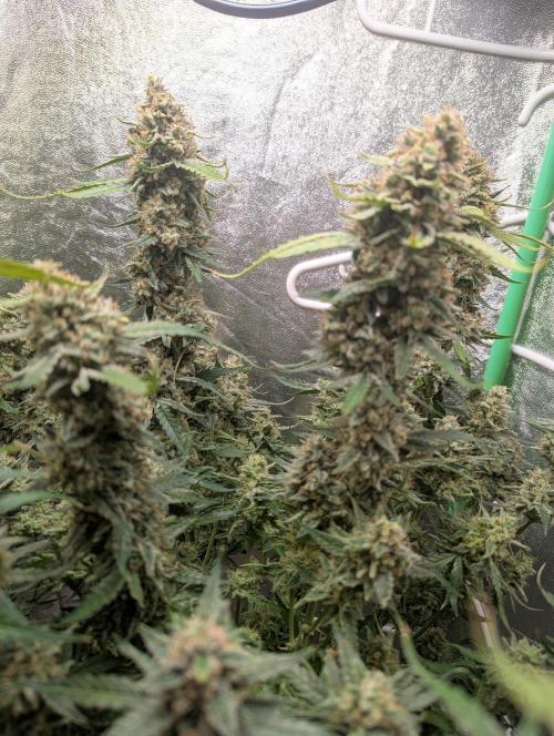 Epsilon, orion, purplematic cbd. Week 10