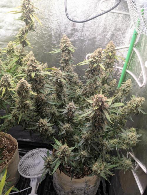 Epsilon, orion, purplematic cbd. Week 10