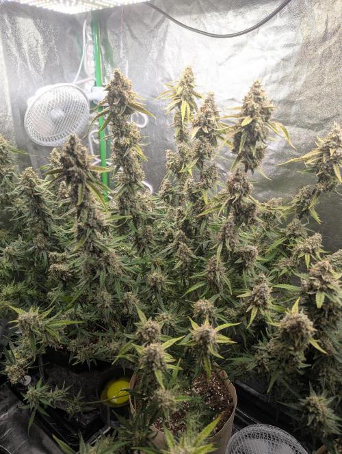 Epsilon, orion, purplematic cbd. Week 10