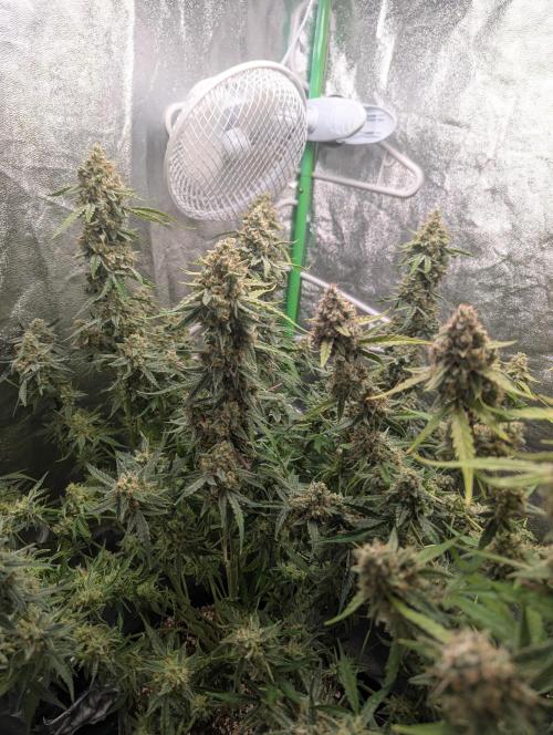 Epsilon, orion, purplematic cbd. Week 10