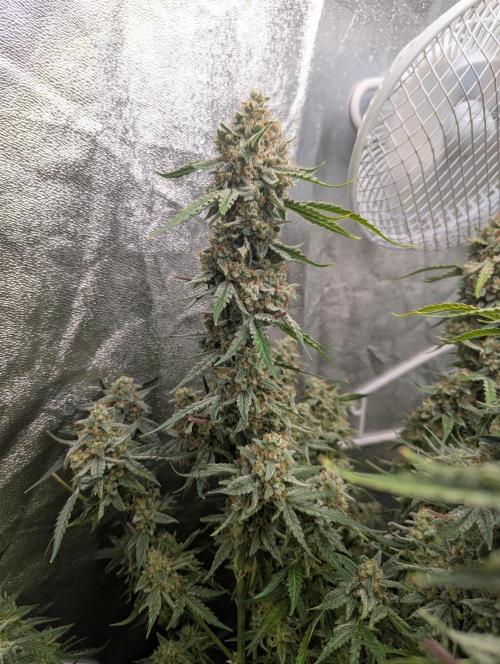Epsilon, orion, purplematic cbd. Week 10