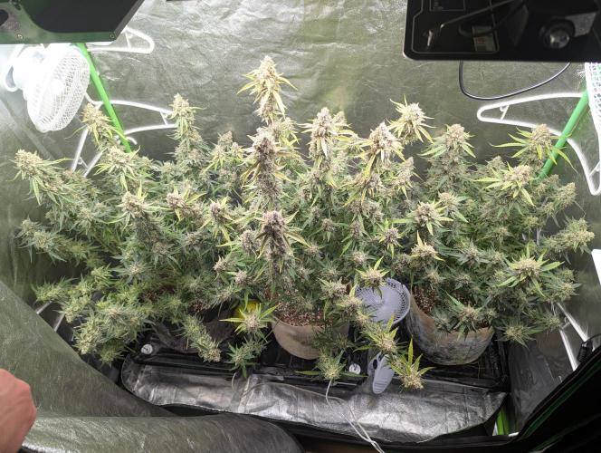 Epsilon, orion, purplematic cbd. Week 10