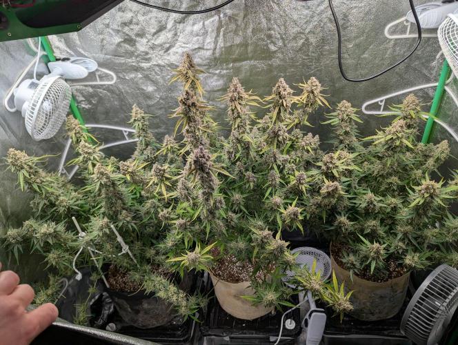 Epsilon, orion, purplematic cbd. Week 11