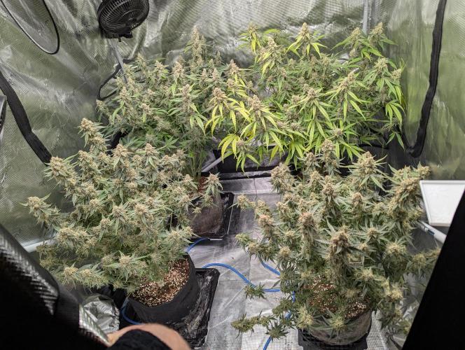 Epsilon, orion, purplematic cbd. Week 11