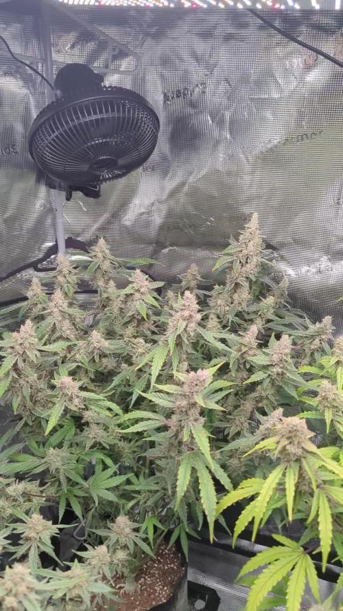 Epsilon, orion, purplematic cbd