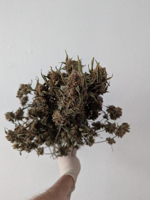 Epsilon, orion, purplematic cbd. Week 12