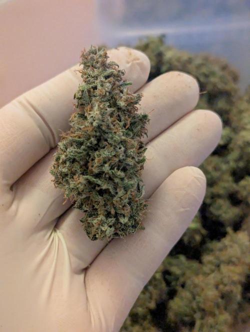 Epsilon, orion, purplematic cbd. Week 12